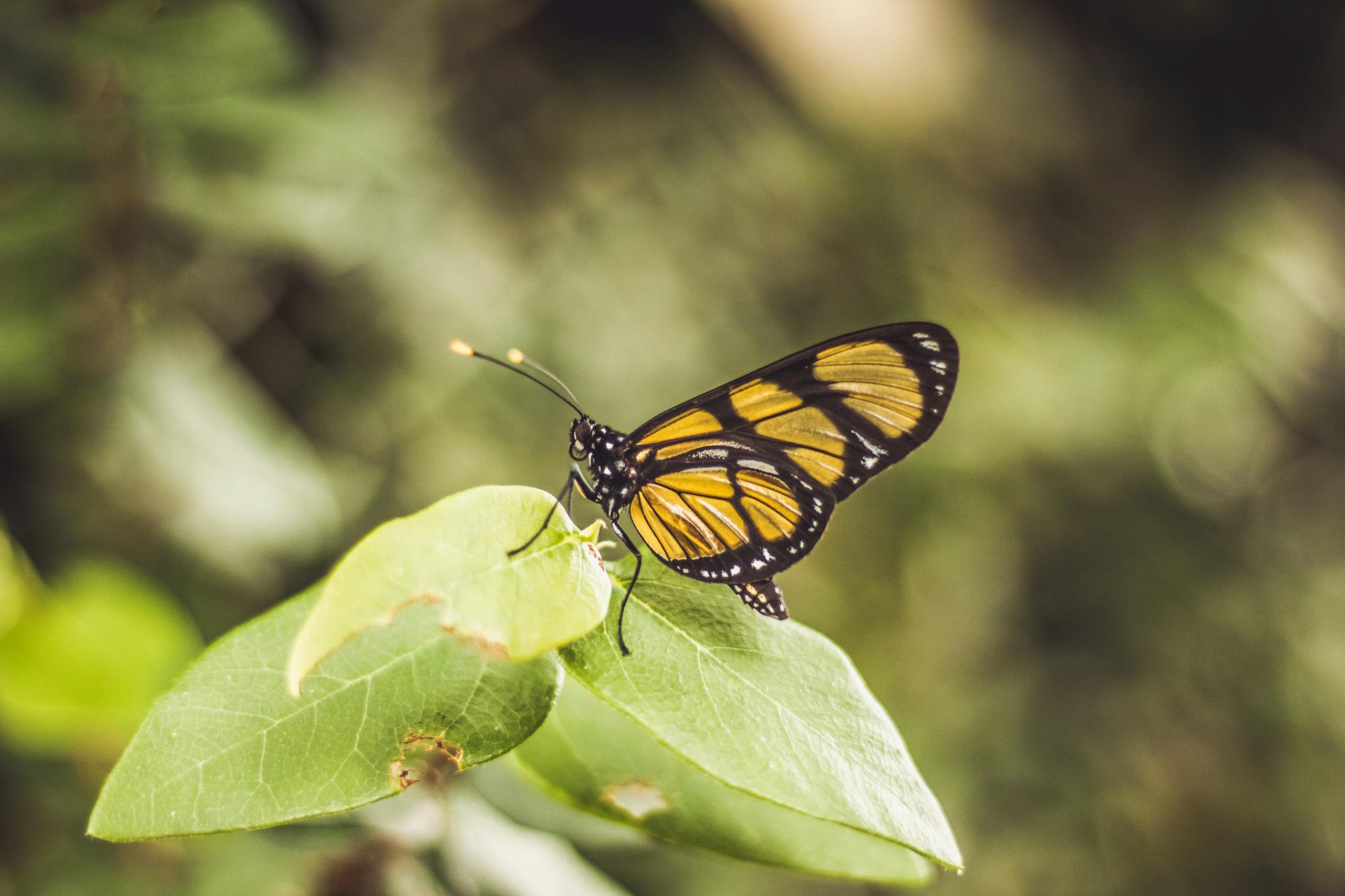 Butterfly on Leaves